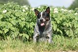 BOUVIER AUSTRALIEN 119
